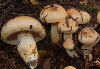 Hygrophorus pudorinus