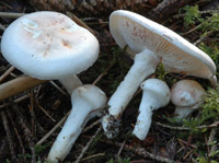 Hygrophorus purpurascens