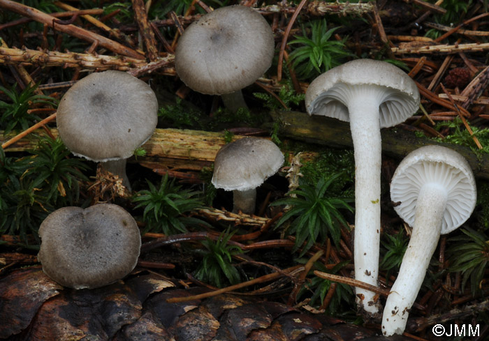 Hygrophorus pustulatus