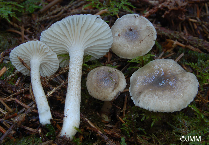 Hygrophorus pustulatus