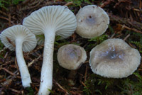 Hygrophorus pustulatus