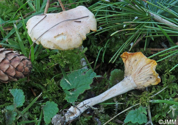 Hygrophorus queletii