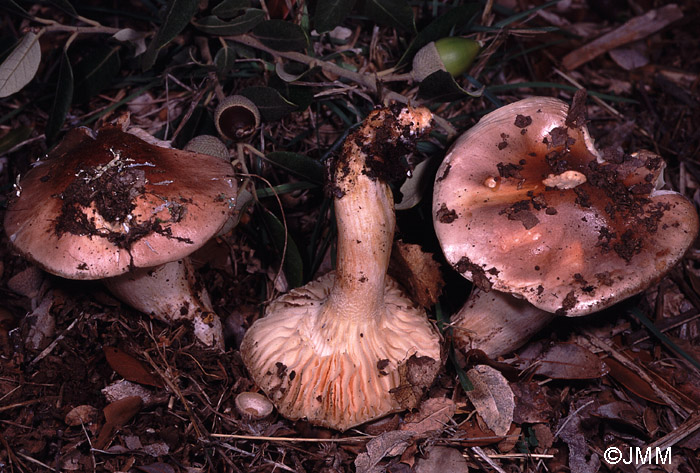 Hygrophorus roseodiscoideus