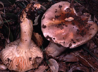 Hygrophorus roseodiscoideus