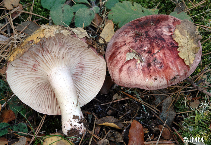 Hygrophorus russula