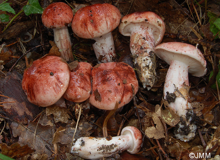 Hygrophorus russula