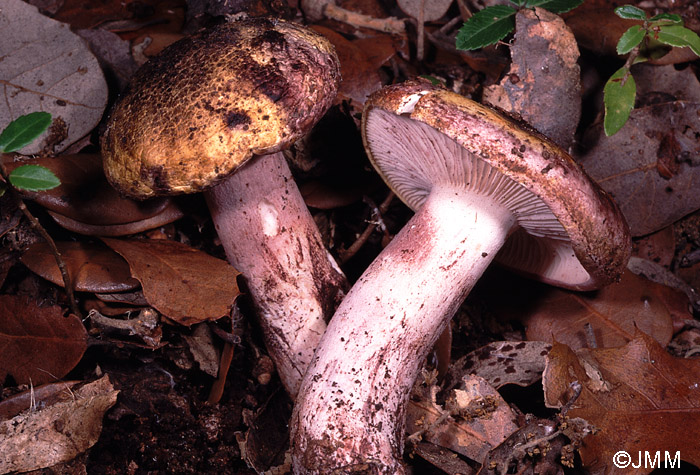 Hygrophorus russula