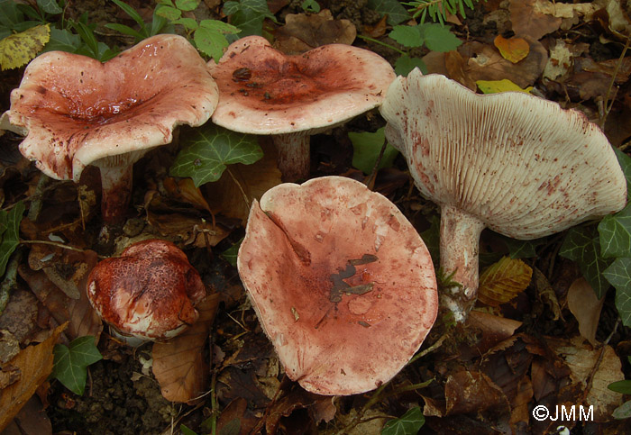 Hygrophorus russula