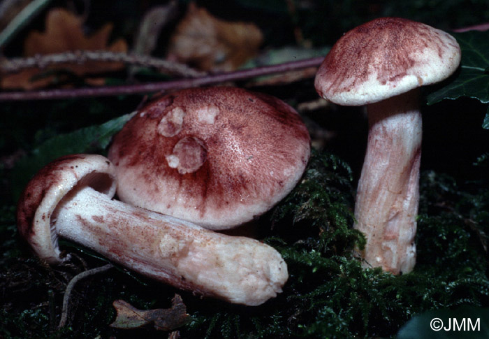 Hygrophorus russula