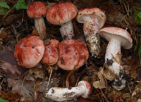 Hygrophorus russula