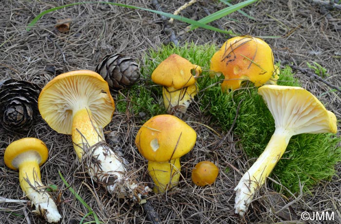 Hygrophorus speciosus