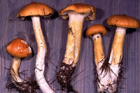 Hygrophorus speciosus