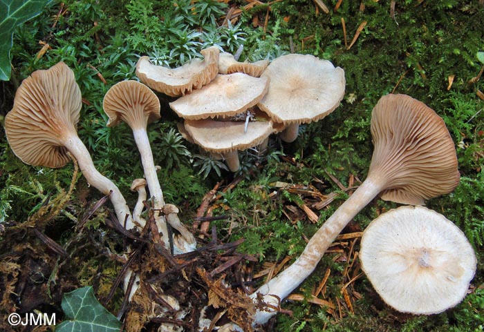 Hygrophorus subviscifer = Hygrophorus spodoleucus