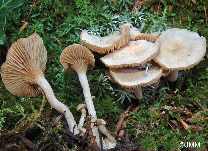 Hygrophorus subviscifer = Hygrophorus spodoleucus