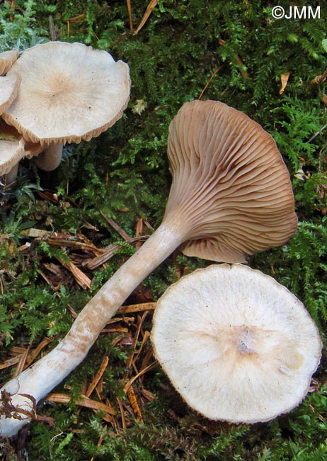 Hygrophorus subviscifer = Hygrophorus spodoleucus