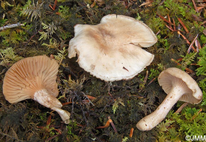 Hygrophorus subviscifer = Hygrophorus spodoleucus