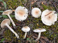 Hygrophorus subviscifer = Hygrophorus spodoleucus