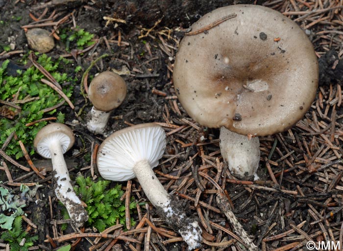 Hygrophorus tephroleucus