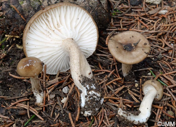 Hygrophorus tephroleucus