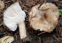 Hygrophorus tephroleucus