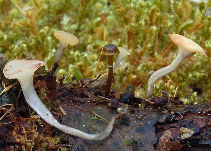 Hymenoscyphus vernus & Mycena picta