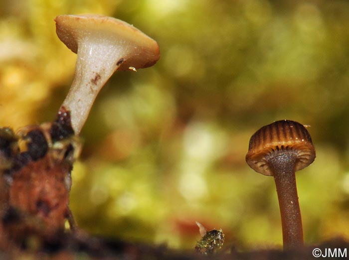 Hymenoscyphus vernus & Mycena picta