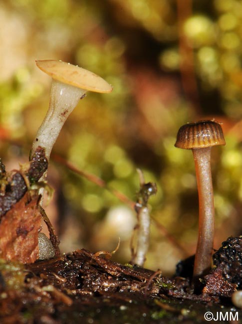 Hymenoscyphus vernus & Mycena picta