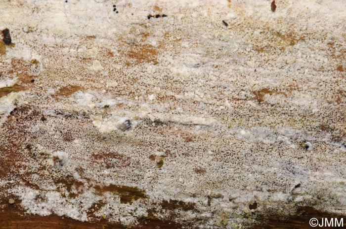 Hyphoderma sambuci = Lyomyces sambuci