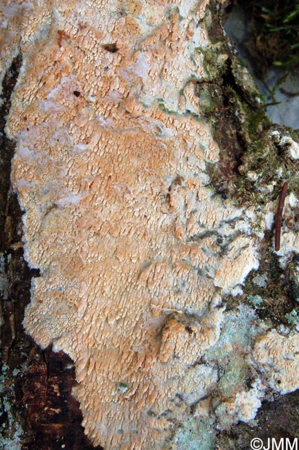 Hyphodontia quercina