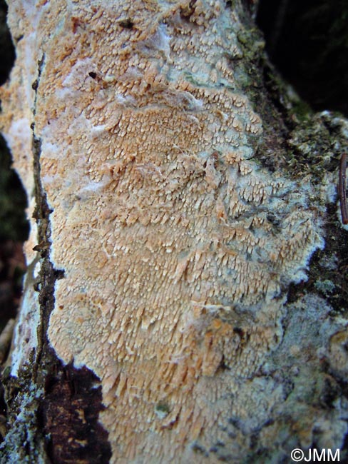 Hyphodontia quercina