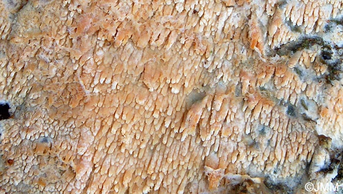 Hyphodontia quercina