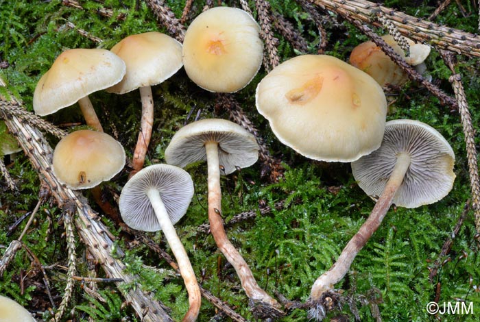 Hypholoma capnoides