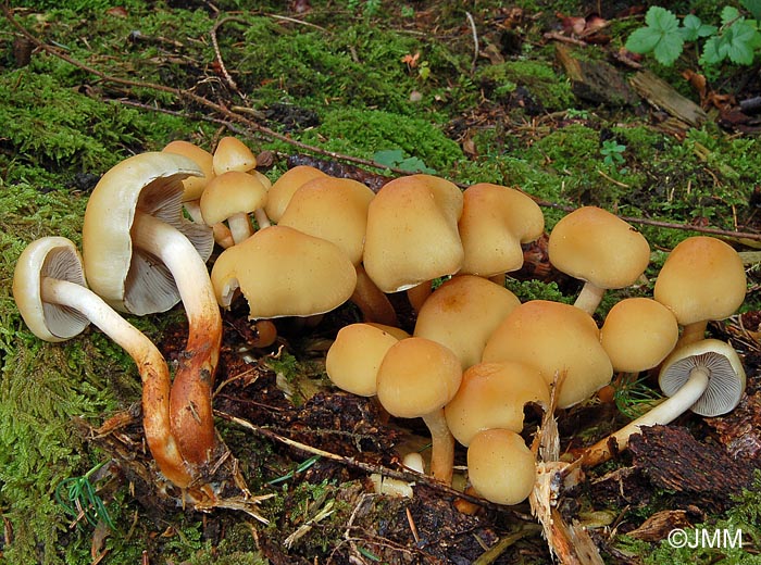 Hypholoma capnoides