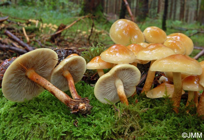 Hypholoma capnoides