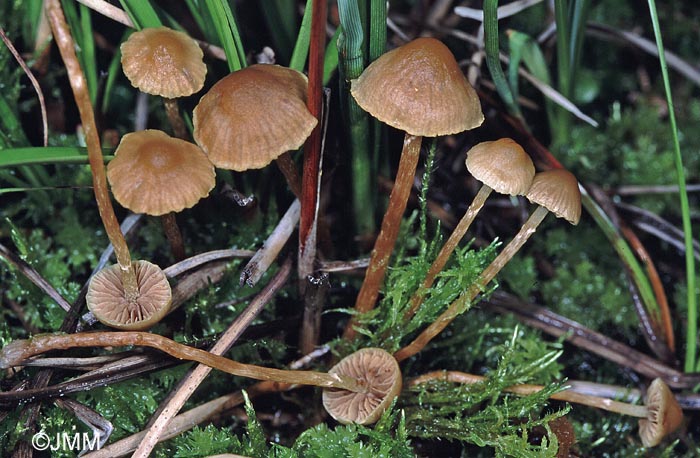 Hypholoma elongatum