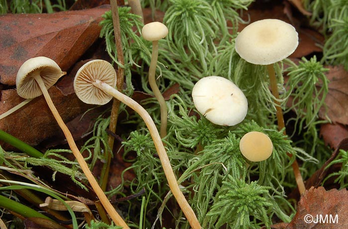 Hypholoma elongatum