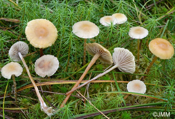 Hypholoma elongatum