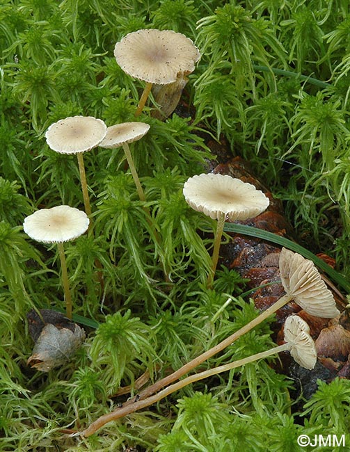 Hypholoma elongatum