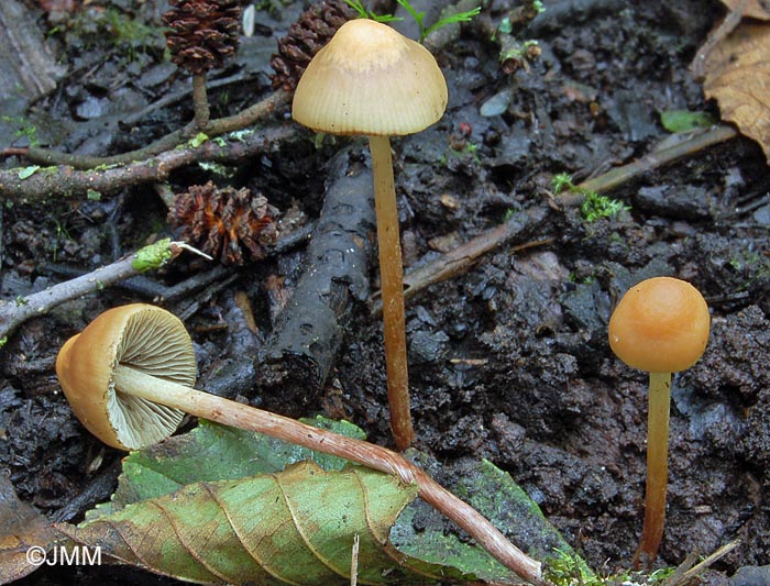 Hypholoma ericaeoides