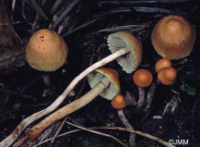 Hypholoma ericaeum