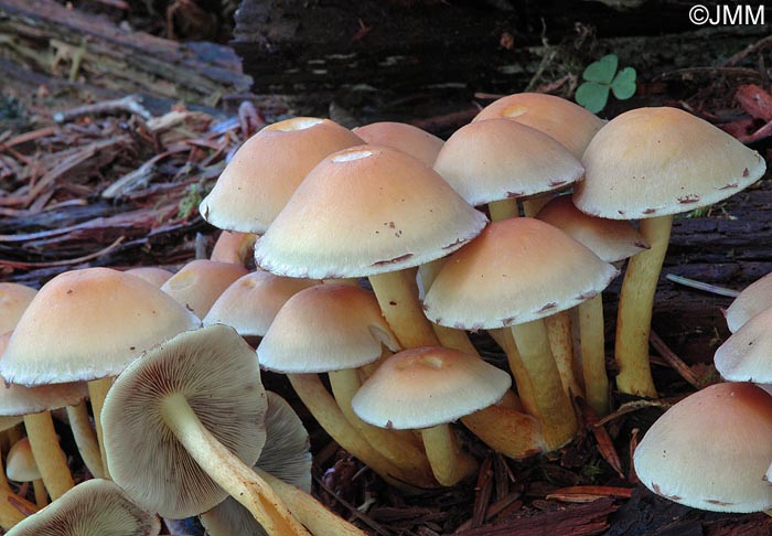 Hypholoma fasciculare