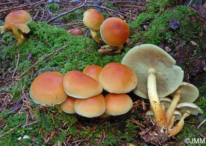 Hypholoma fasciculare