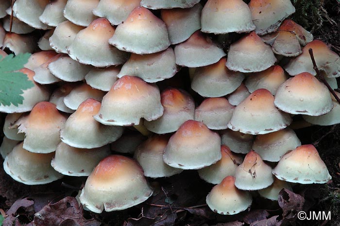 Hypholoma fasciculare