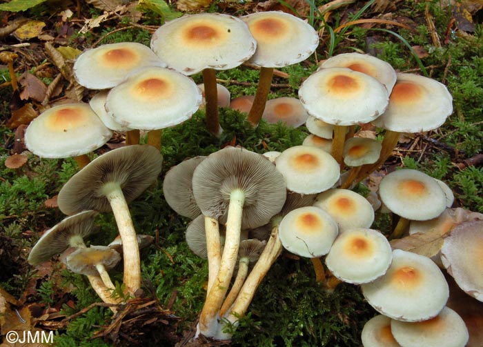 Hypholoma fasciculare