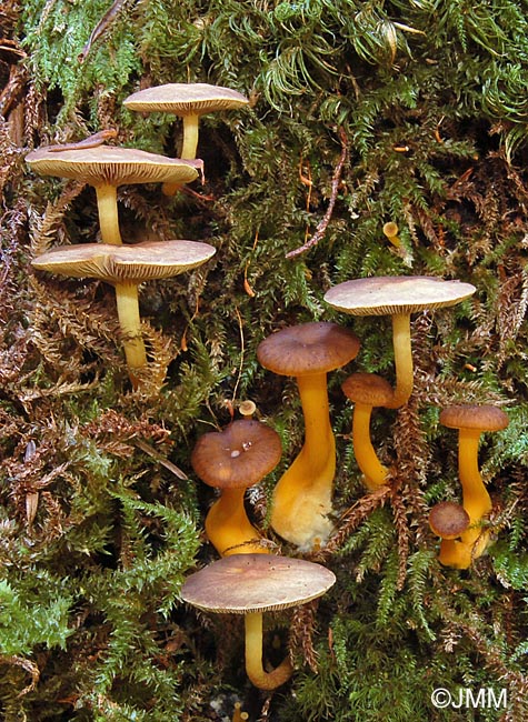 Hypholoma fasciculare et Craterellus tubaeformis