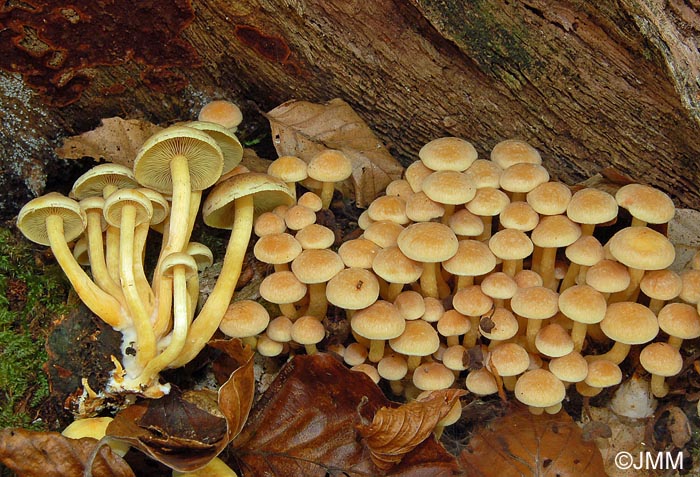 Hypholoma fasciculare var. pusillum