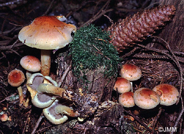 Hypholoma lateritium