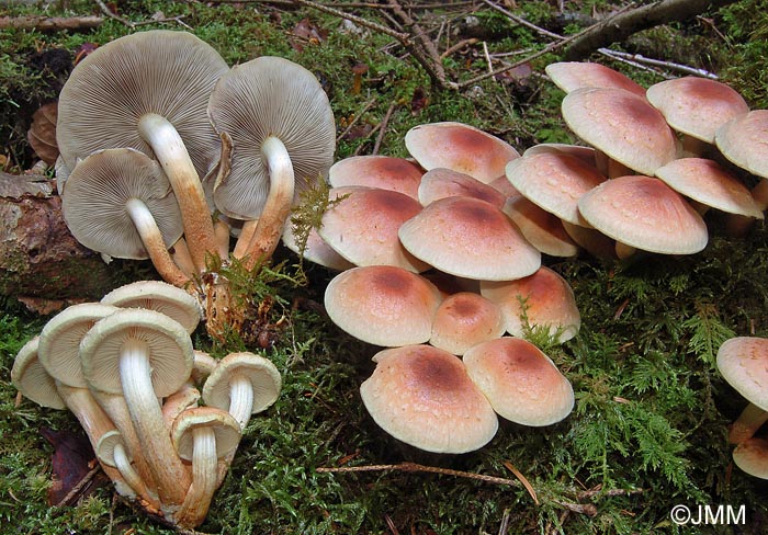 Hypholoma lateritium