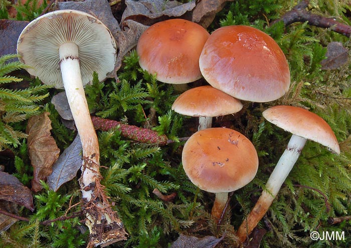 Hypholoma lateritium