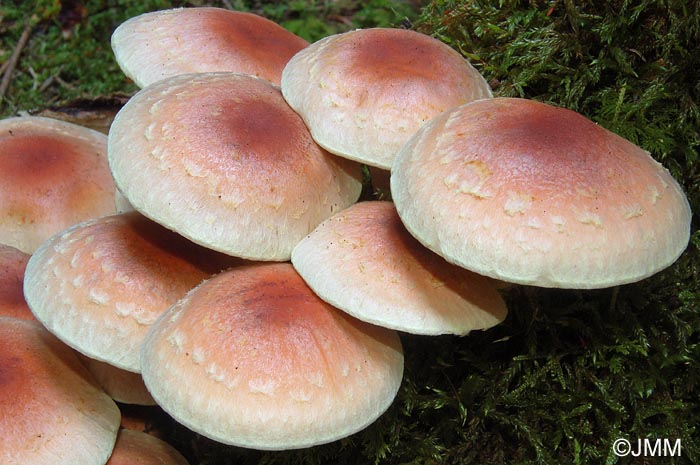 Hypholoma lateritium